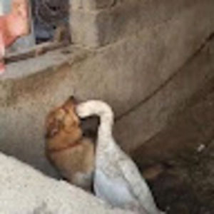 Meet your Posher, Makoto